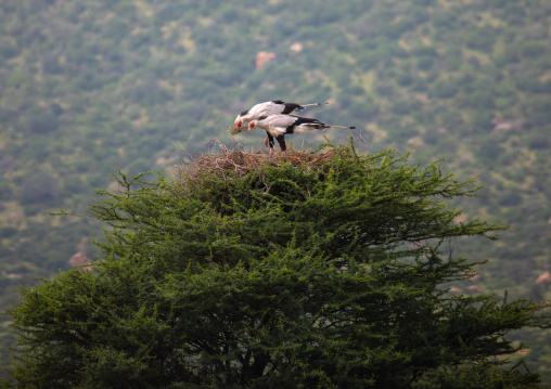 Secretary birds on a nest, Samburu County, Samburu National Reserve, Kenya