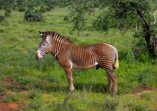 Grevy's Zebra (Equus grevyi) with mud on his body, Samburu County, Samburu National Reserve, Kenya