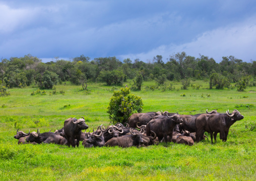 African buffalos (Syncerus caffer) having a mud bath, Samburu County, Samburu National Reserve, Kenya
