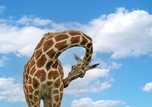Female reticulated giraffe (Giraffa camelopardalis reticulata), Samburu County, Samburu National Reserve, Kenya
