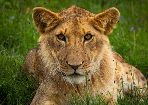 Lion head looking at camera, Samburu County, Samburu National Reserve, Kenya