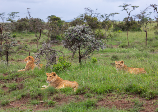 Lions family resting after hunt, Samburu County, Samburu National Reserve, Kenya