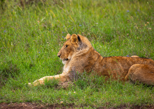 Side view of a lion resting, Samburu County, Samburu National Reserve, Kenya