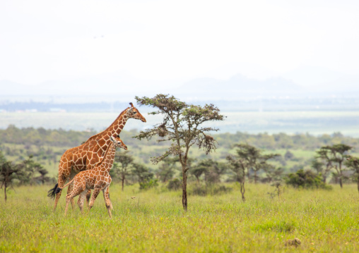 Reticulated giraffe mother and baby (Giraffa camelopardalis reticulata), Samburu County, Samburu National Reserve, Kenya