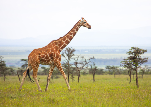 Reticulated giraffe (Giraffa camelopardalis reticulata), Samburu County, Samburu National Reserve, Kenya
