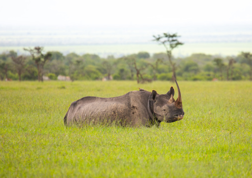 Black rhinos (diceros bicornis) in green grass after rain, Samburu County, Samburu National Reserve, Kenya