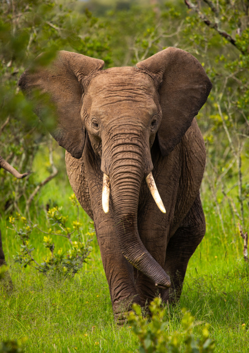 Elephant in green grass after rain, Samburu County, Samburu National Reserve, Kenya