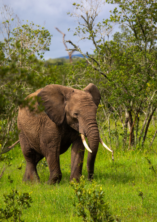Elephant in green grass after rain, Samburu County, Samburu National Reserve, Kenya