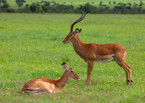 Side view of a male and female Impalas (Aepyceros melampus), Samburu County, Samburu National Reserve, Kenya