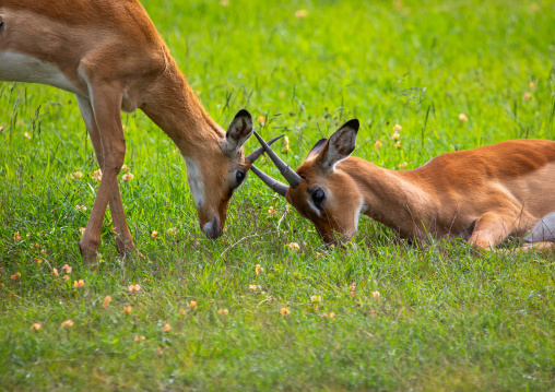 Young males Impalas (Aepyceros melampus) fighting in green grass after rain, Samburu County, Samburu National Reserve, Kenya