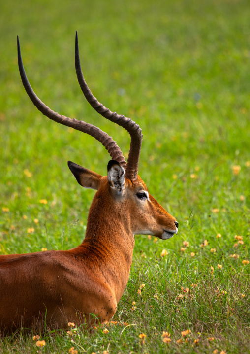 Impala (Aepyceros melampus) in green grass after rain, Samburu County, Samburu National Reserve, Kenya