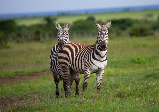 Grevy's Zebra (Equus grevyi), Samburu County, Samburu National Reserve, Kenya