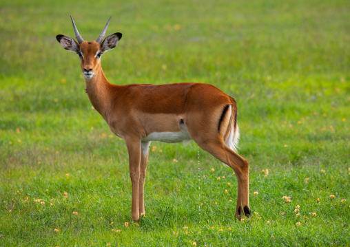 Young male Impala (Aepyceros melampus) in green grass after rain, Samburu County, Samburu National Reserve, Kenya