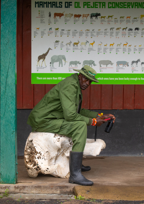 Kenyan ranger sit on an elephant skull in Ol Pejeta, Samburu County, Samburu National Reserve, Kenya