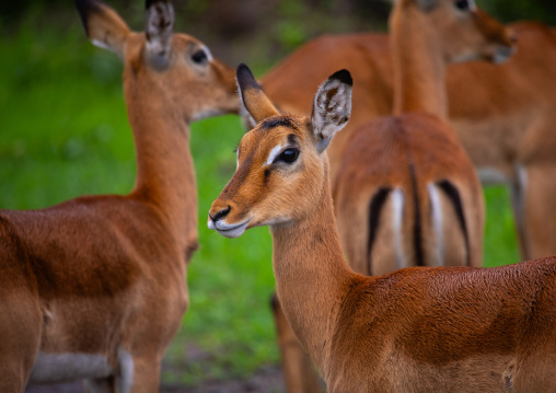 Female Impalas (Aepyceros melampus), Samburu County, Samburu National Reserve, Kenya