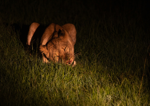 Lion eating during a night safari, Samburu County, Samburu National Reserve, Kenya