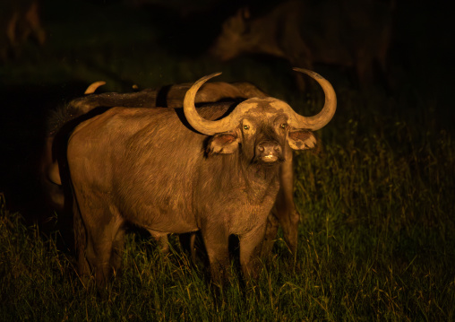 African buffalo (Syncerus caffer) during a night safari, Samburu County, Samburu National Reserve, Kenya