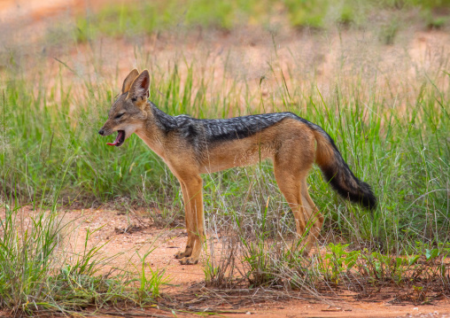 Side view of a black-backed jackal (silver-backed jackal), Samburu County, Samburu National Reserve, Kenya