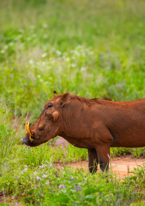 Warthog grazing in green grass after rain, Samburu County, Samburu National Reserve, Kenya