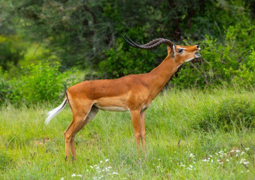 Male Impala (Aepyceros melampus) roaring in green grass after rain, Samburu County, Samburu National Reserve, Kenya