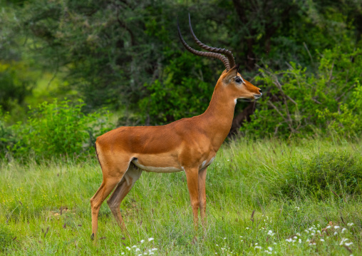 Male Impala (Aepyceros melampus) in green grass after rain, Samburu County, Samburu National Reserve, Kenya