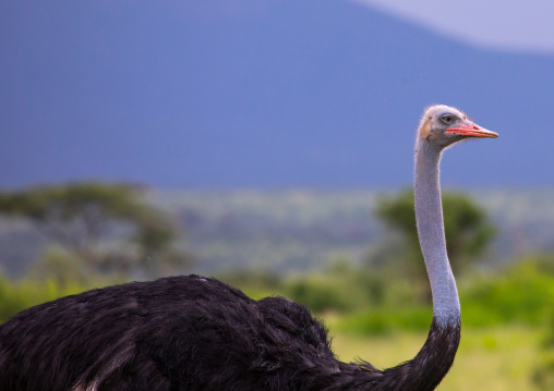 Male Somali Ostrich, Samburu County, Samburu National Reserve, Kenya