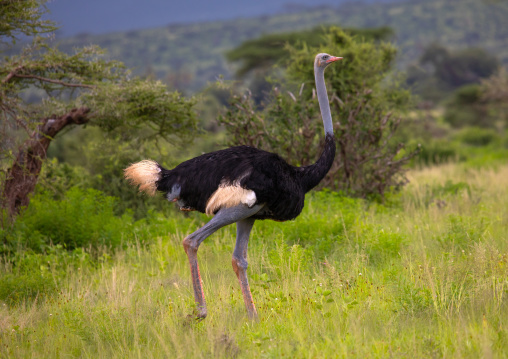 Male Somali Ostrich in green grass after rain, Samburu County, Samburu National Reserve, Kenya