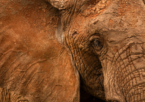 Elephant head with dried mud, Samburu County, Samburu National Reserve, Kenya