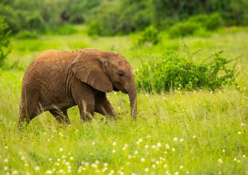 Elephant baby in green grass after rain, Samburu County, Samburu National Reserve, Kenya