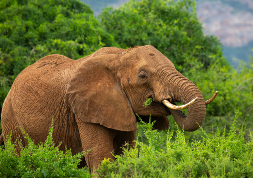 Elephant eating in green grass after rain, Samburu County, Samburu National Reserve, Kenya