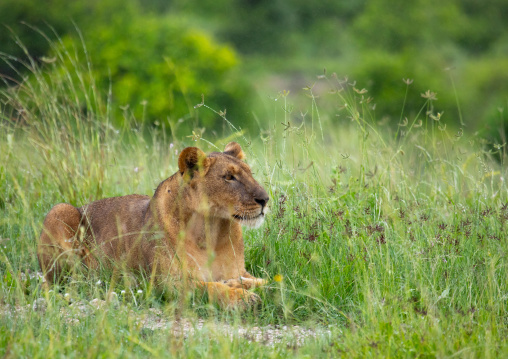 Lioness in green grass looking away, Samburu County, Samburu National Reserve, Kenya
