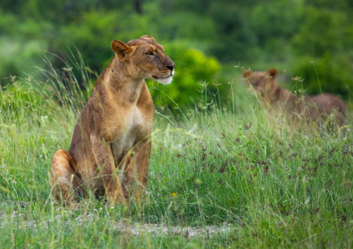 Lioness in green grass looking away, Samburu County, Samburu National Reserve, Kenya