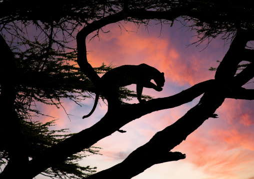 Silhouette of a Leopard sit in a tree, Samburu County, Samburu National Reserve, Kenya