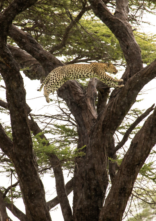Leopard jumping in a tree, Samburu County, Samburu National Reserve, Kenya