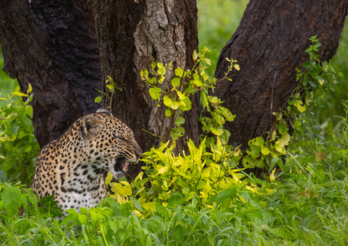 Leopard resting in the grass, Samburu County, Samburu National Reserve, Kenya