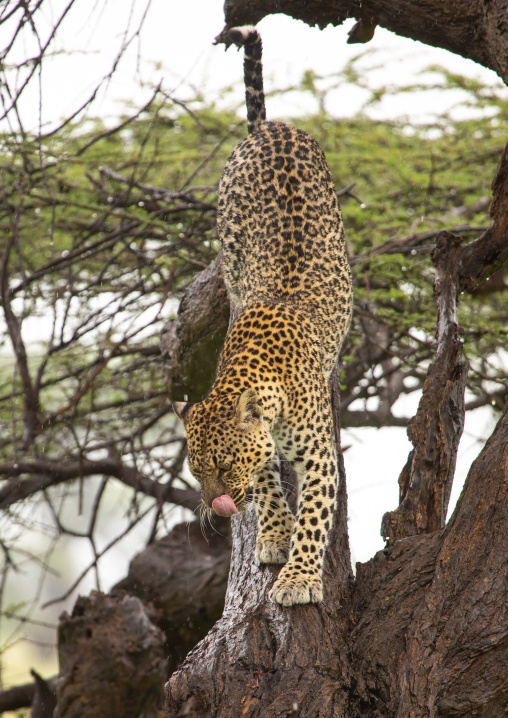 Leopard standing on a tree, Samburu County, Samburu National Reserve, Kenya