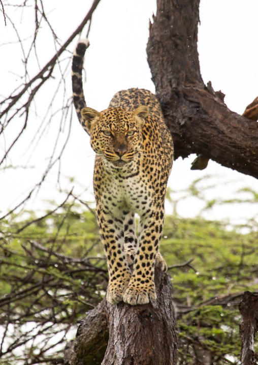 Leopard standing on a tree, Samburu County, Samburu National Reserve, Kenya