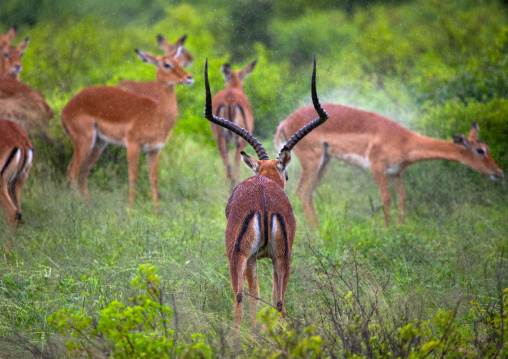 Male Impala (Aepyceros melampus) and his harem in green grass after rain, Samburu County, Samburu National Reserve, Kenya