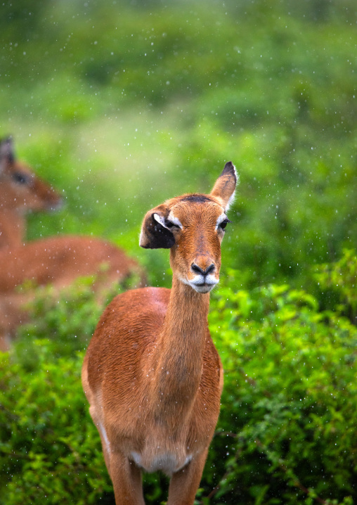 Impala (Aepyceros melampus) in green grass after rain, Samburu County, Samburu National Reserve, Kenya