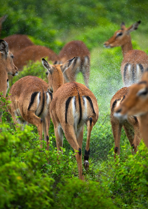 Female Impalas (Aepyceros melampus) in green grass after rain, Samburu County, Samburu National Reserve, Kenya