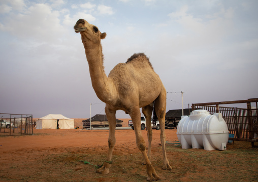 King Abdul Aziz Camel Festival, Riyadh Province, Rimah, Saudi Arabia