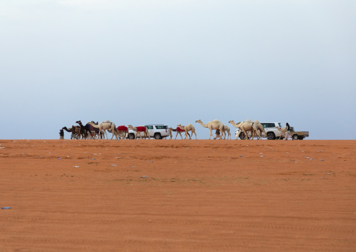 King Abdul Aziz Camel Festival, Riyadh Province, Rimah, Saudi Arabia