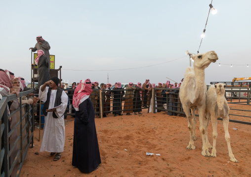 Auction during the King Abdul Aziz Camel Festival, Riyadh Province, Rimah, Saudi Arabia