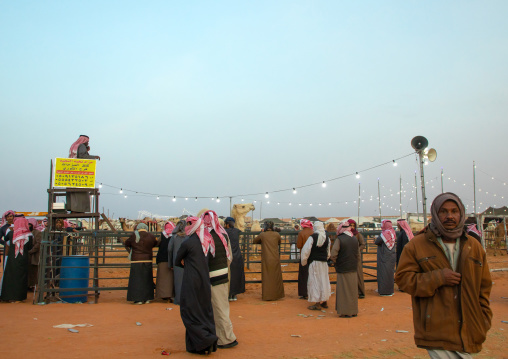 Auction during the King Abdul Aziz Camel Festival, Riyadh Province, Rimah, Saudi Arabia