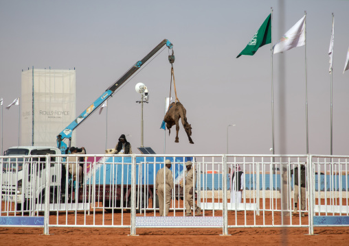 Camel lift during King Abdul Aziz Camel Festival, Riyadh Province, Rimah, Saudi Arabia