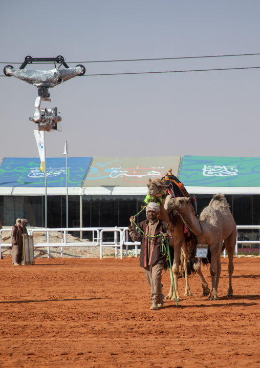 Beauty contest during King Abdul Aziz Camel Festival, Riyadh Province, Rimah, Saudi Arabia