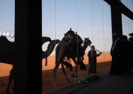 Camel presentation in front of VIP room in King Abdul Aziz Camel Festival, Riyadh Province, Rimah, Saudi Arabia