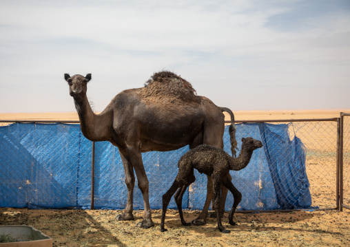 Camel farm in Rub al Khali desert, Najran Province, Thar, Saudi Arabia