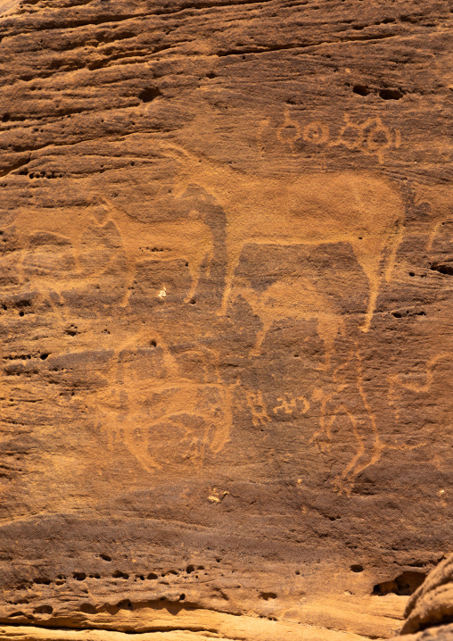 Petroglyphs on a rock depicting donkeys, Najran Province, Thar, Saudi Arabia