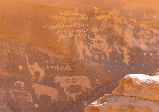 Petroglyphs on a rock depicting cows and camels, Najran Province, Thar, Saudi Arabia